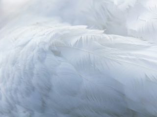 nastoyashchaya-matj-ne-obizhayetsya