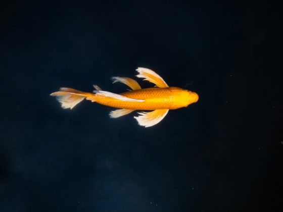 Хочу, но это нереально! Что делать, если ваше желание неисполнимо?