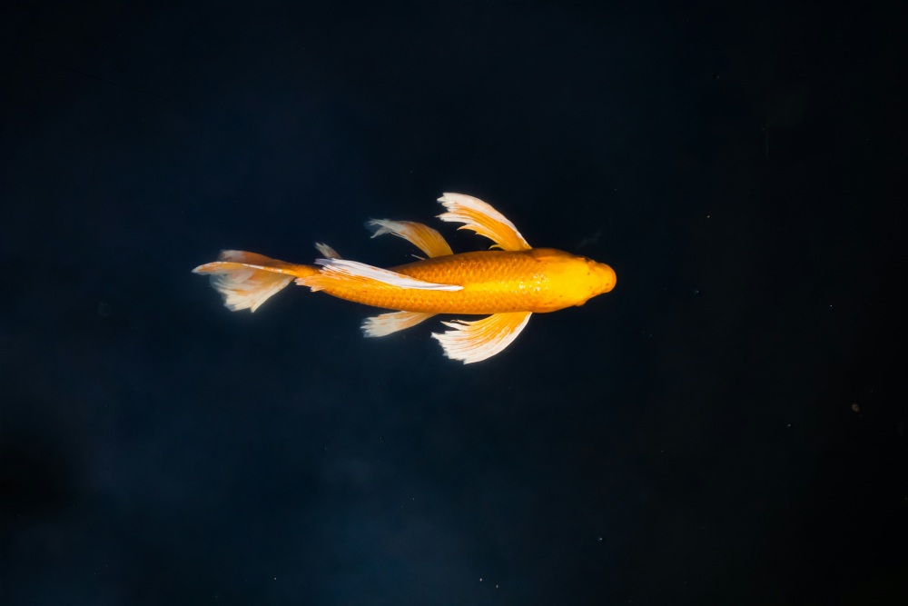 Хочу, но это нереально! Что делать, если ваше желание неисполнимо?